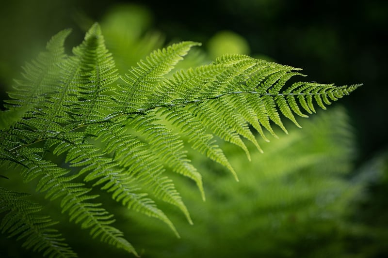 Unicorn's Mane Fern